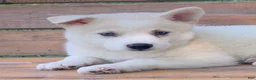 Alaskan Husky dogs for sale: Samson - Ad 9