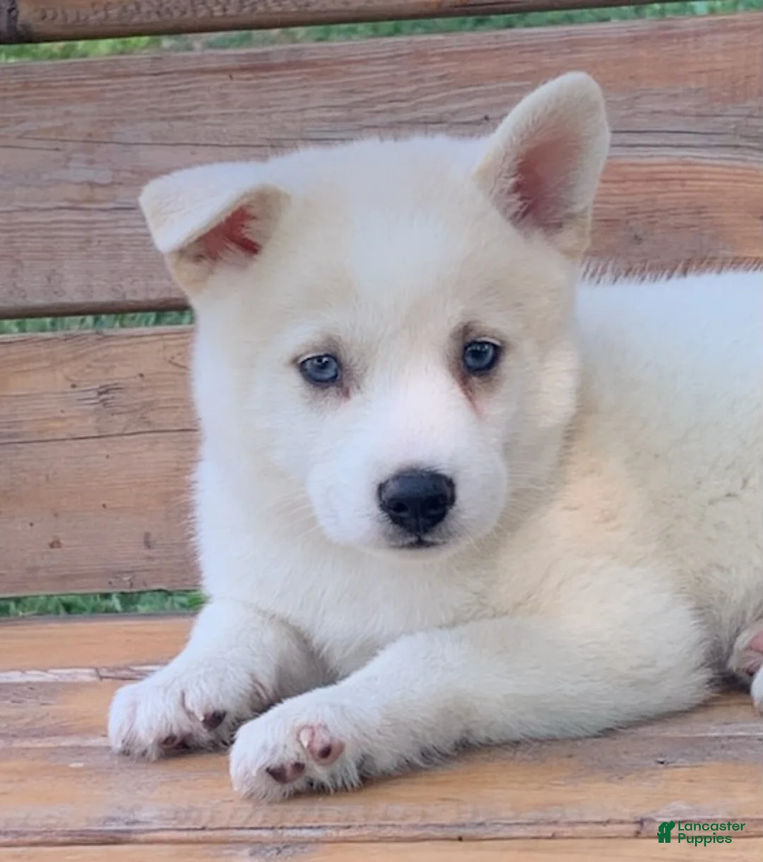 Alaskan Husky dogs for sale: Samson - Ad 1