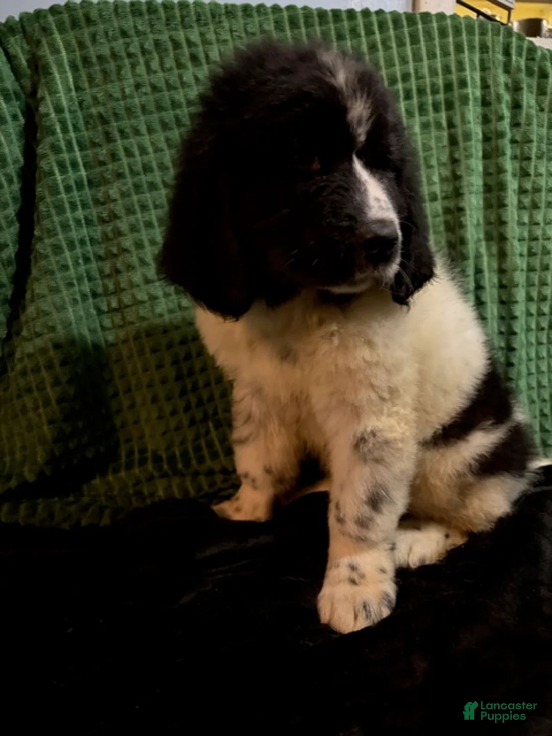 Newfoundland dogs for sale: Orange collar Male - Ad 3