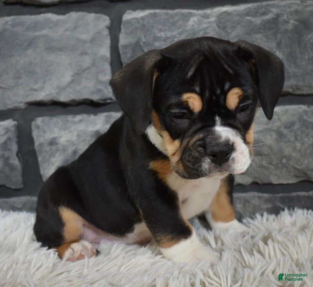 Mixed Breed dogs for sale: Diesel  - Ad 3