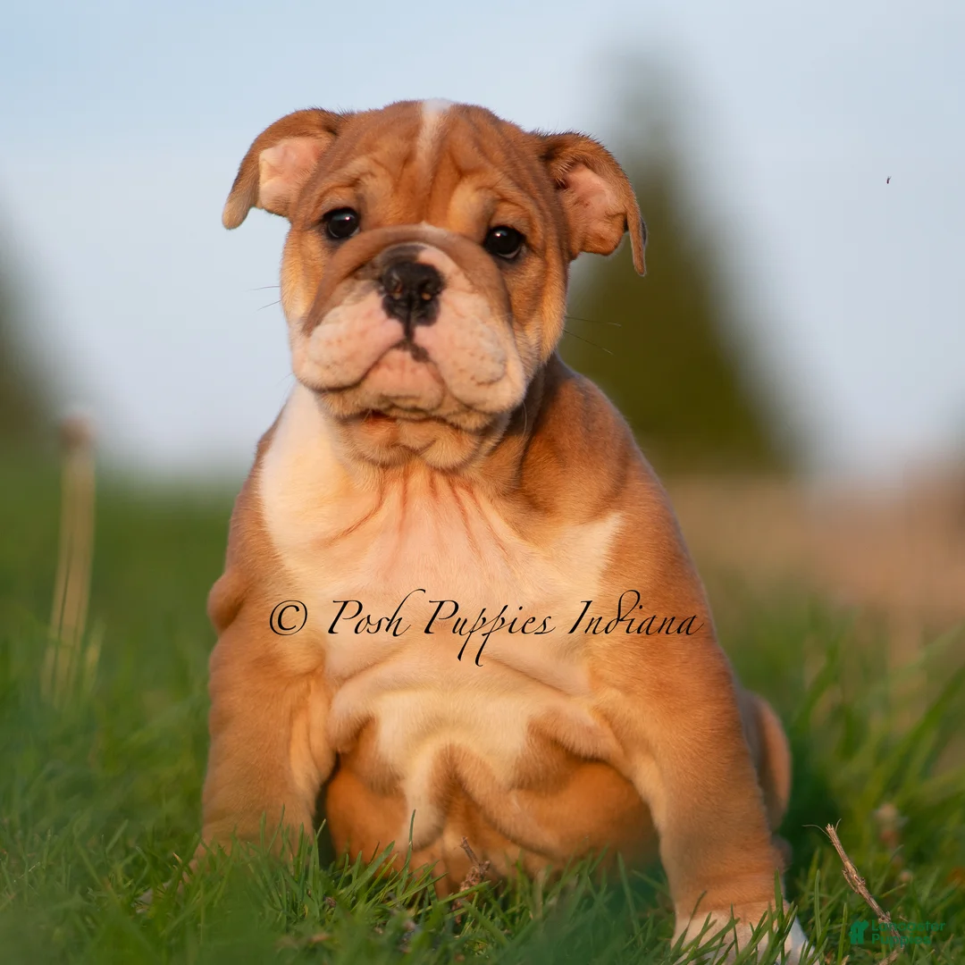 English Bulldog dogs for sale: Tank AKC - Ad 2