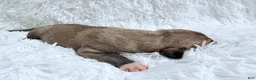 Great Dane dogs for sale: Chai - Ad 7