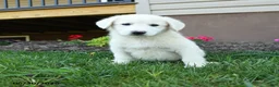 Maremma Sheepdog dogs for sale: Evie - Ad 1