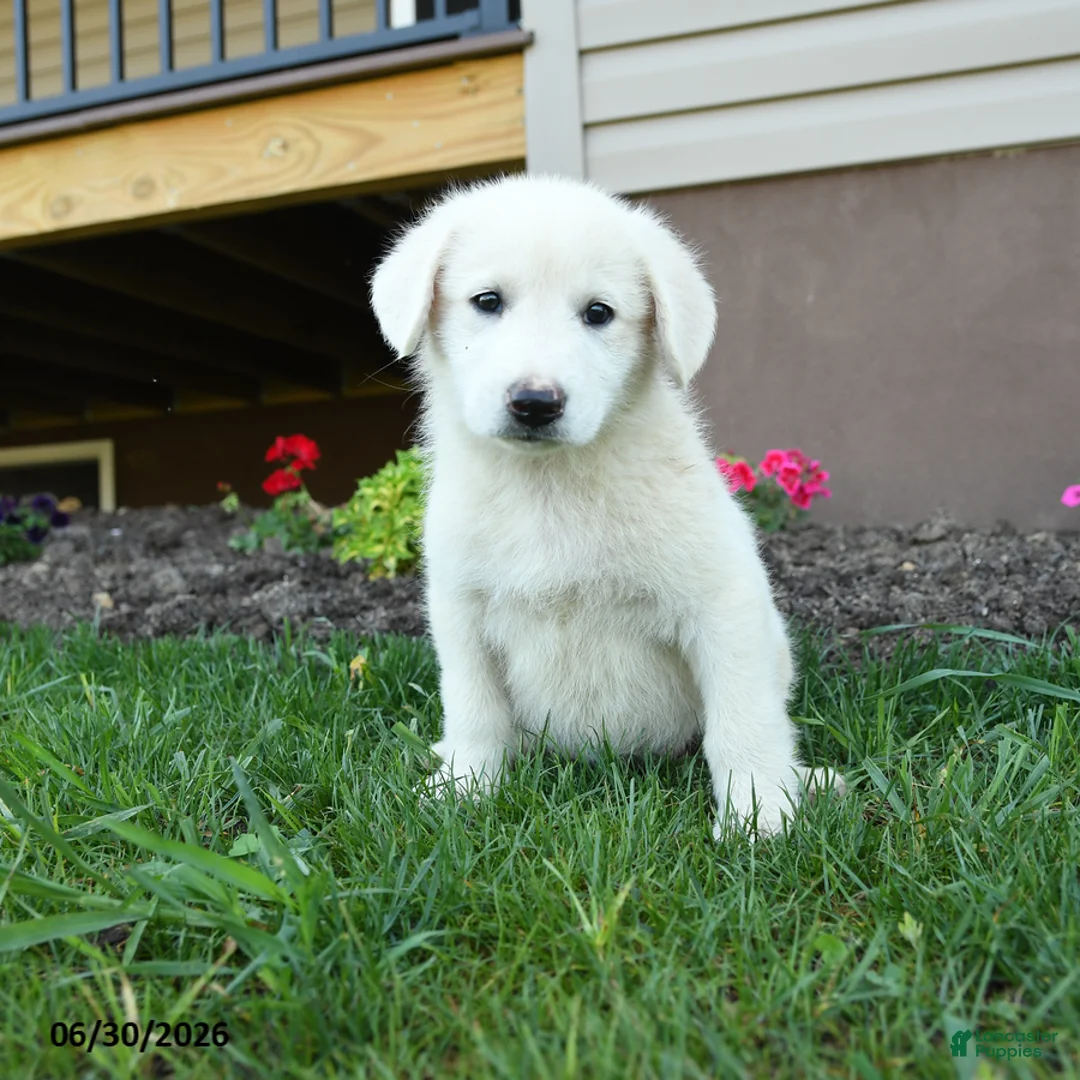 Maremma Sheepdog dogs for sale: Evie - Ad 1