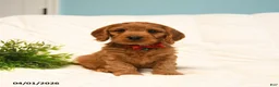 Cavapoo dogs for sale: Theo - Ad 1