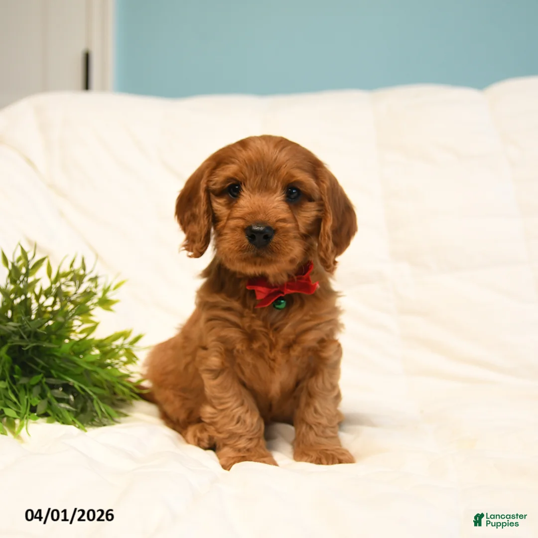 Cavapoo dogs for sale: Theo - Ad 1