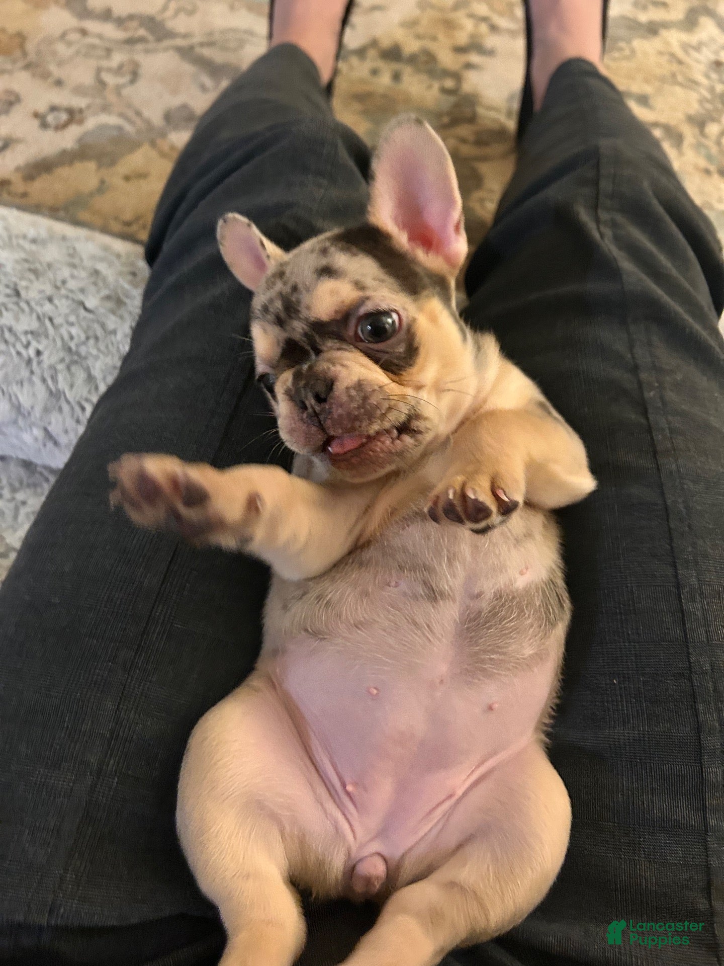 French Bulldog dogs Cami - Ad 2
