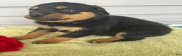 Rottweiler dogs for sale: Bailey - Ad 4