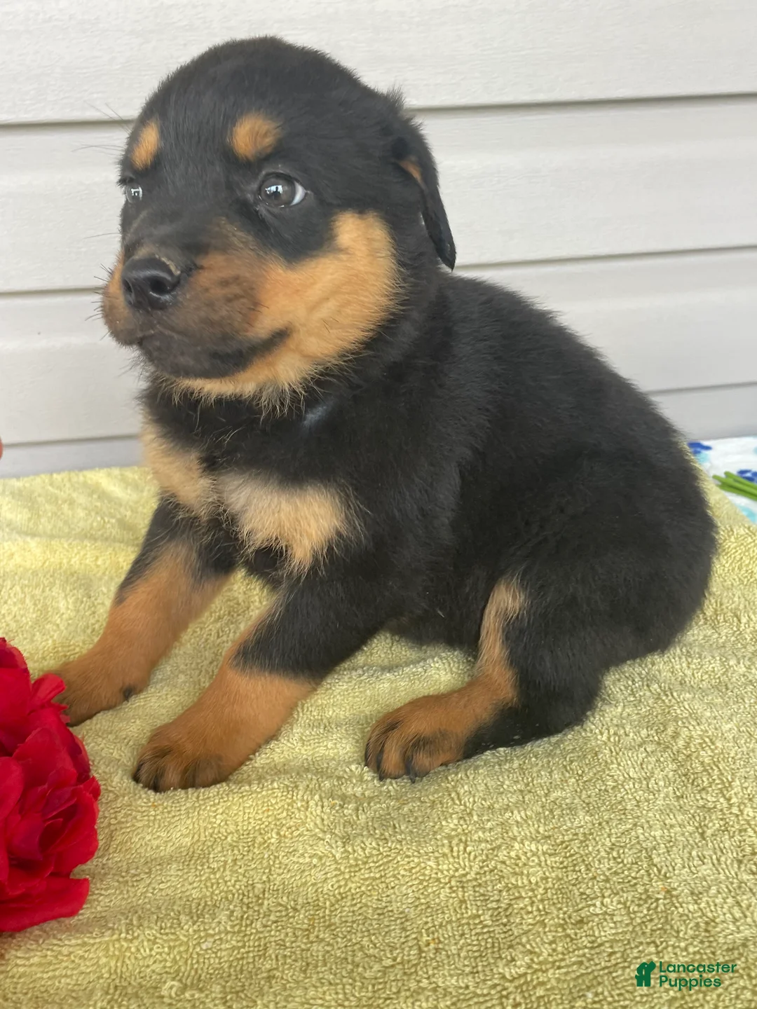 Rottweiler dogs for sale: Bailey - Ad 4
