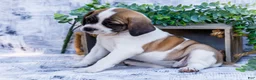 Puggle dogs for sale: Twinkle - Ad 1