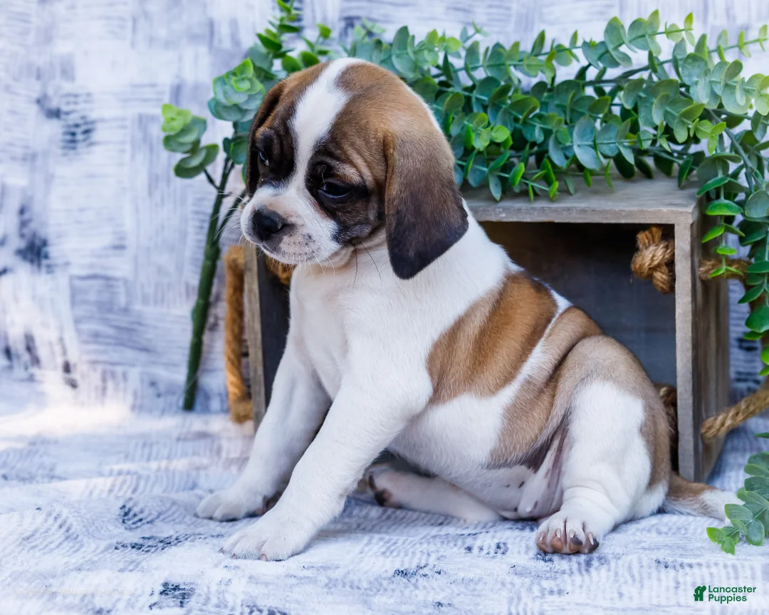 Puggle dogs for sale: Twinkle - Ad 1