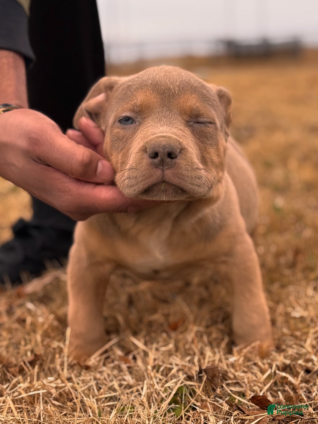 American Bully dogs for sale: Enzo - Ad 4