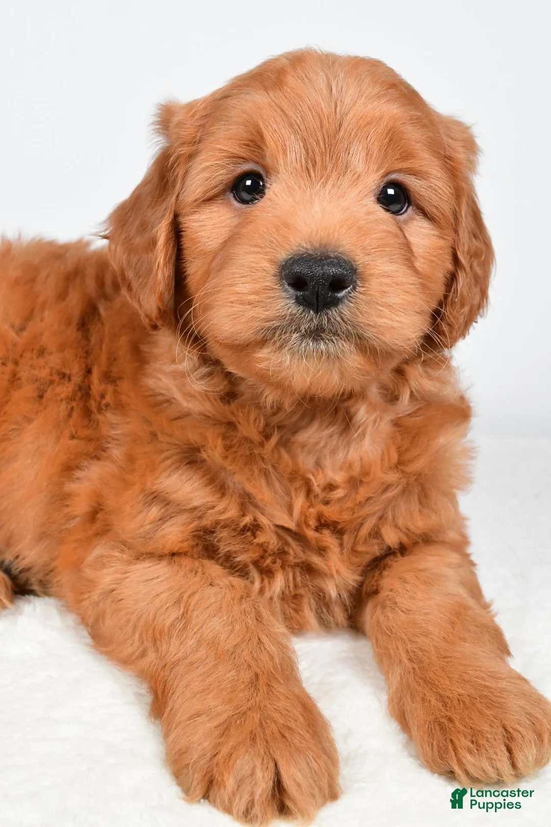 Mini Goldendoodle dogs for sale: Bo - Ad 9