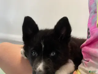 Siberian Husky dogs Bandit - Ad 36