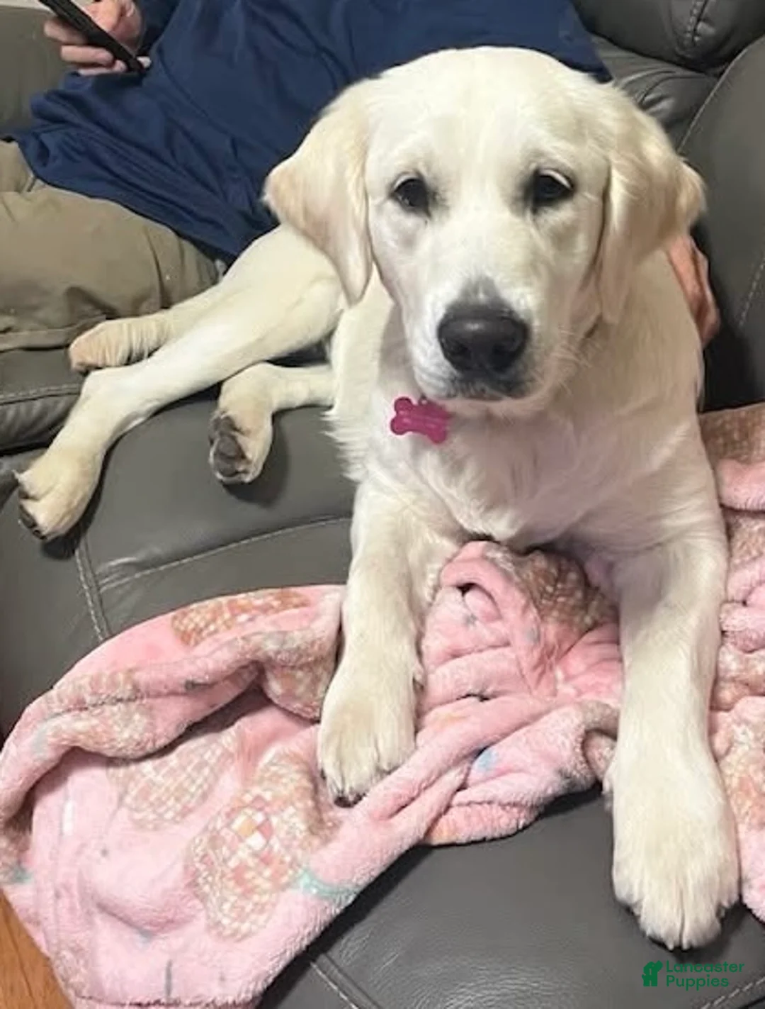 Golden Retriever dogs for sale: Black - Ad 2
