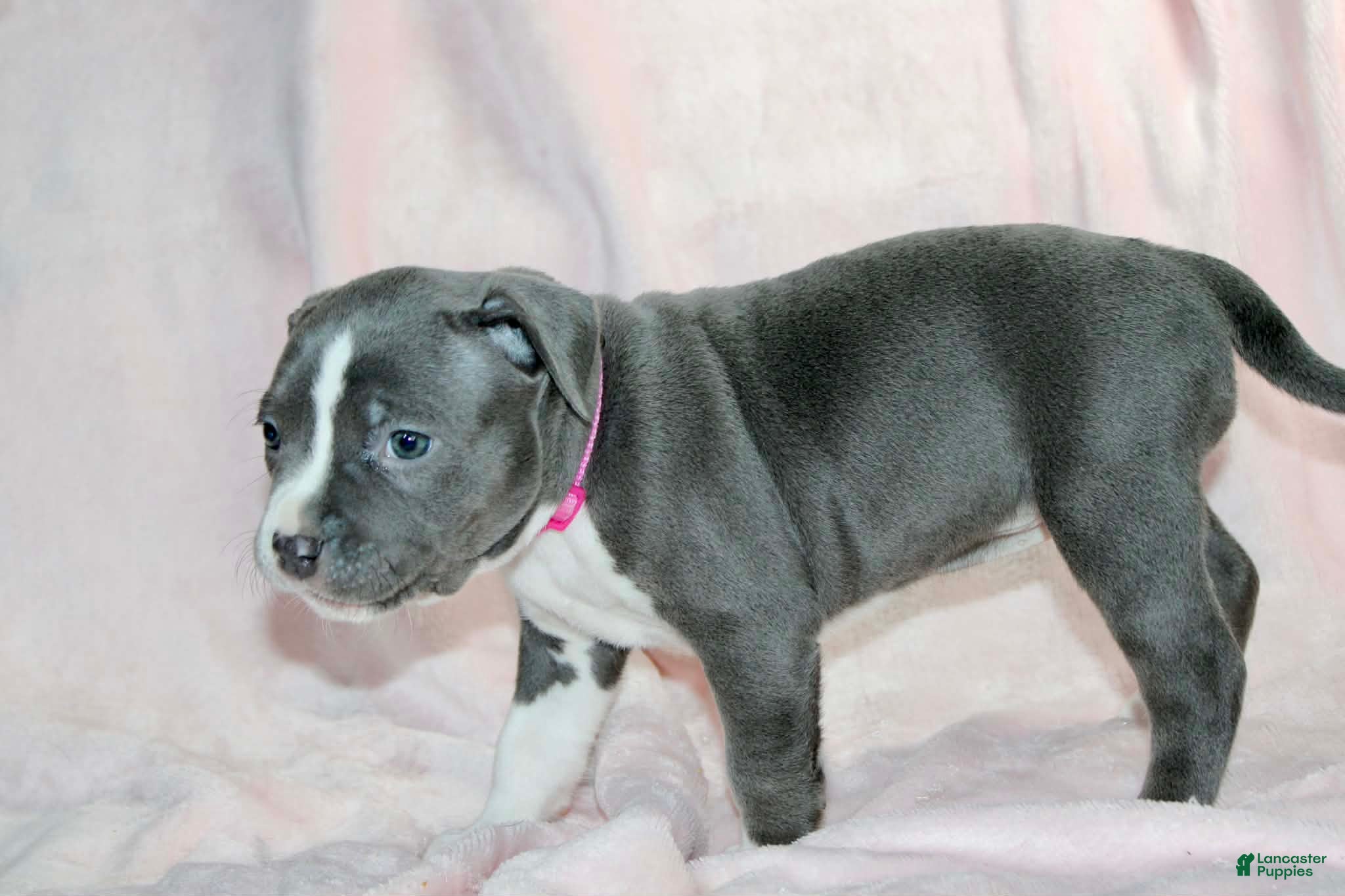 American Bully dogs Li Mei - Ad 2
