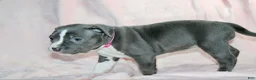 American Bully dogs for sale: Li Mei - Ad 2