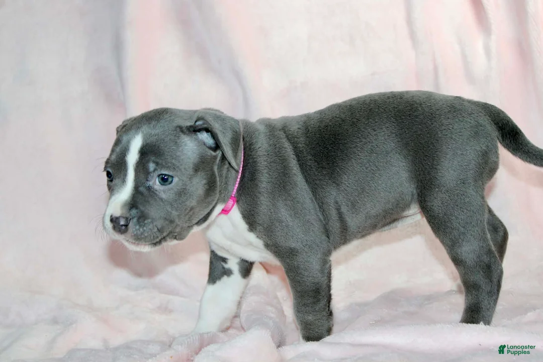 American Bully dogs for sale: Li Mei - Ad 2
