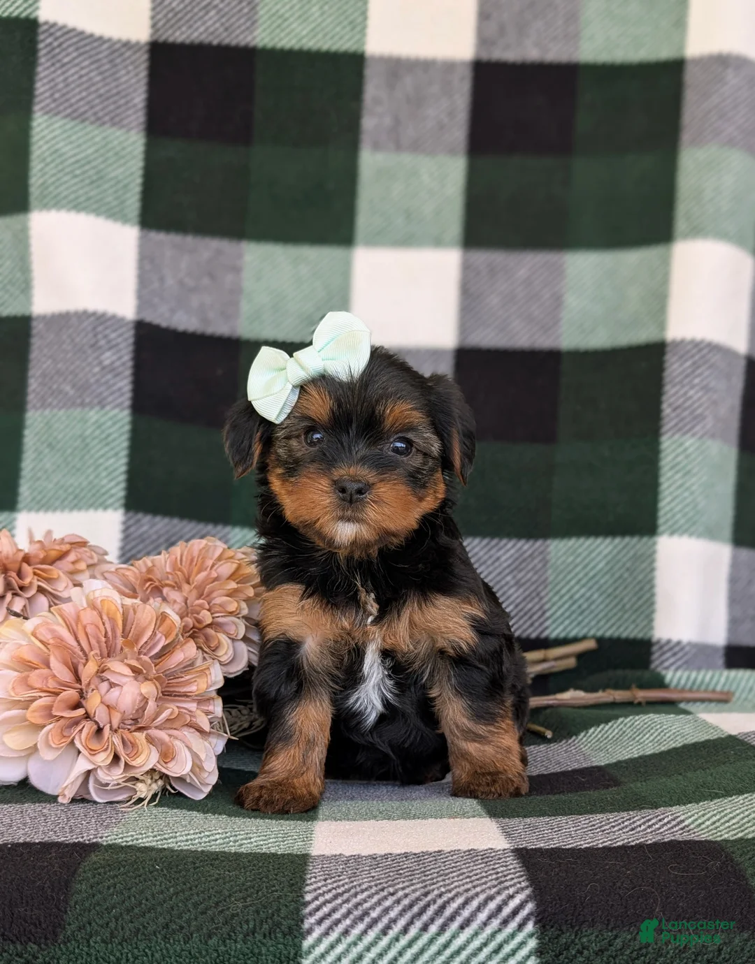 Shorkie dogs for sale: Meadow 7 lbs Full Grown - Ad 1