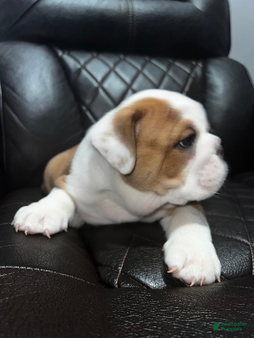 English Bulldog dogs for sale: English Bulldog litter of 5 puppies - Ad 3