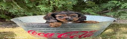 Miniature Dachshund dogs for sale: Dixie - Ad 3
