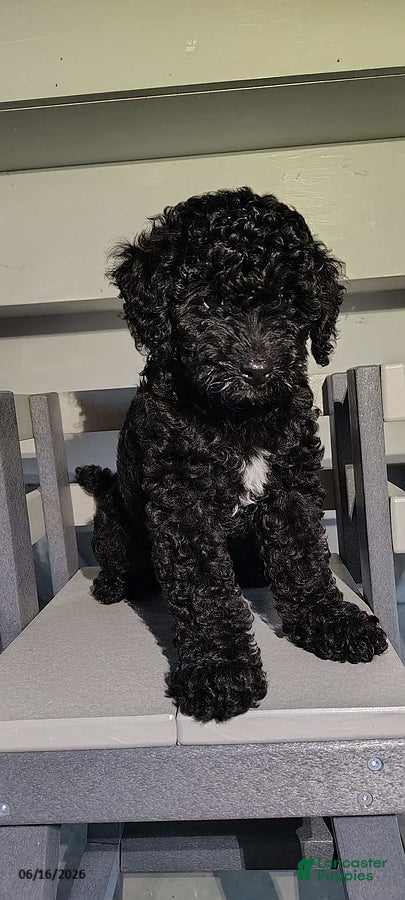 Miniature Poodle dogs Tinker - Ad 2