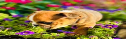 English Bulldog dogs for sale: Travis - 73713 - Ad 4