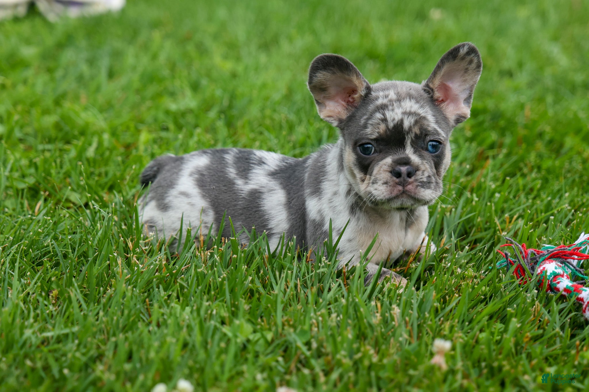 French Bulldog dogs Knox 💙 - Ad 1