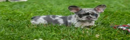 French Bulldog dogs for sale: Knox 💙 - Ad 6