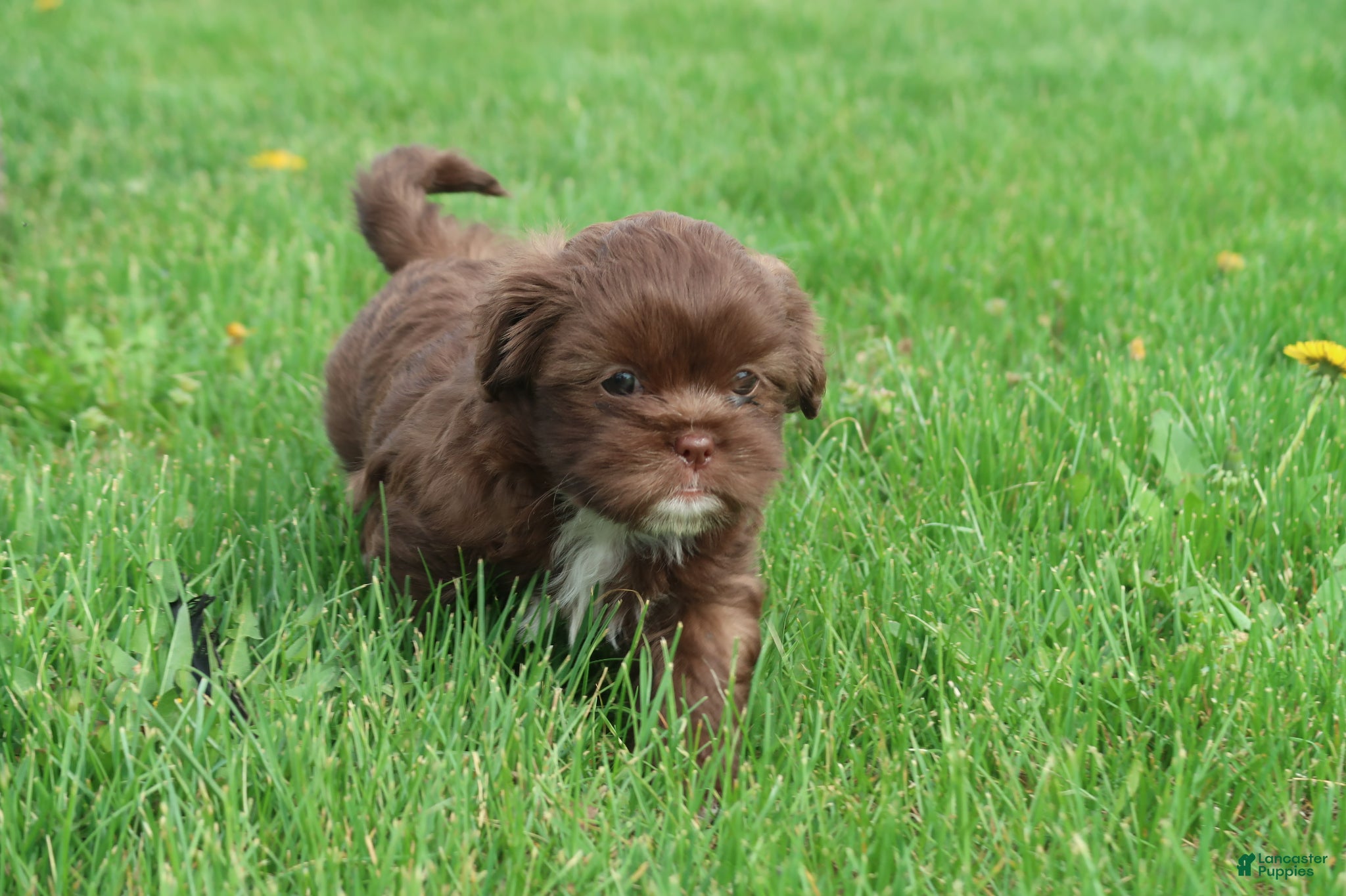 Shihpoo dogs Zara - Ad 2