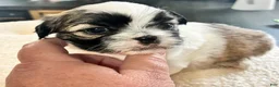 Shih Tzu dogs for sale: Shih Tzu 2 - Ad 3