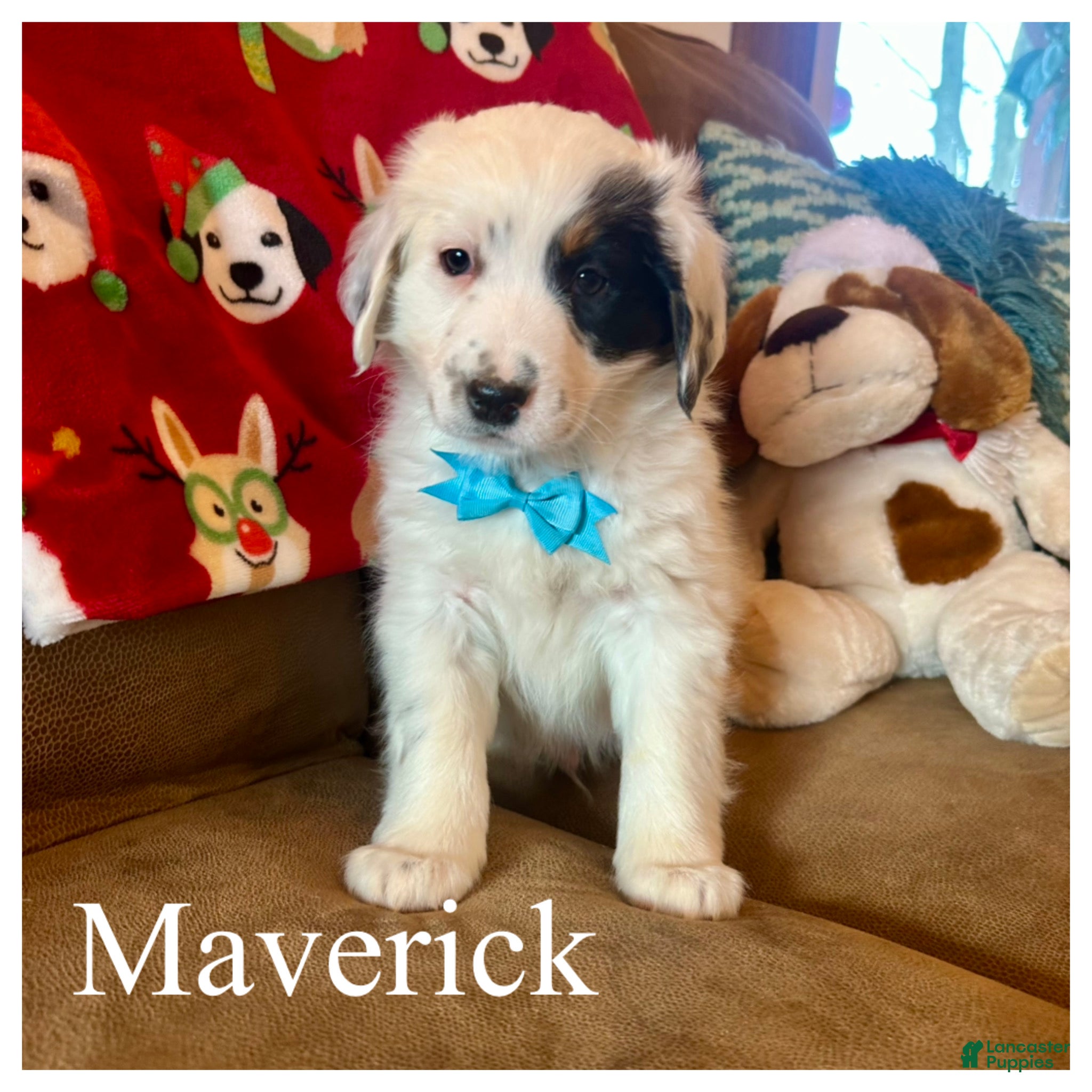 Mini Bernedoodle dogs Maverick - Ad 21