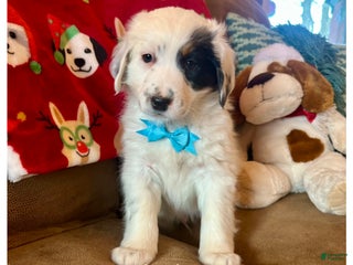 Mini Bernedoodle dogs Maverick - Ad 21