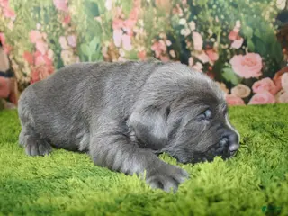 Labrador Retriever dogs Slate - Ad 13