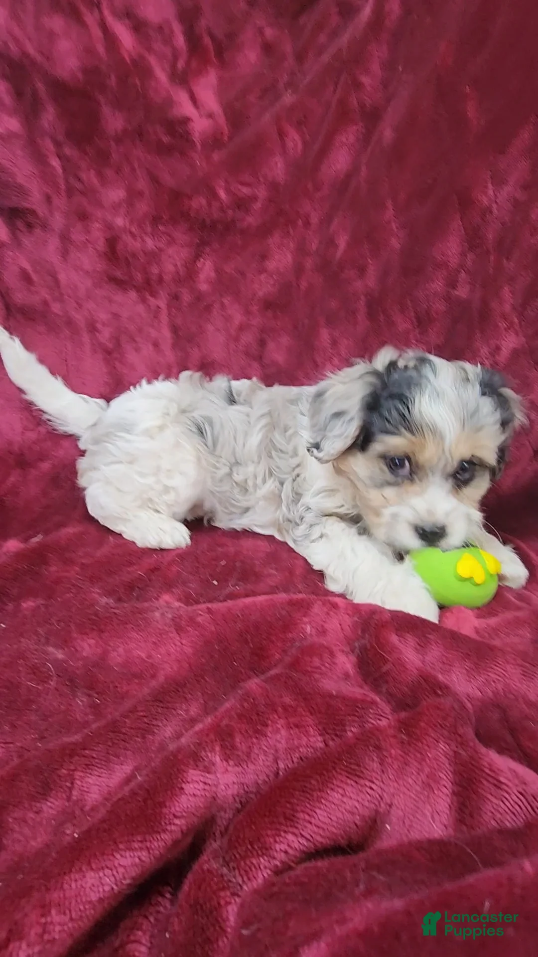 Cavapoo dogs for sale: Cavapoo girl 1 - Ad 2
