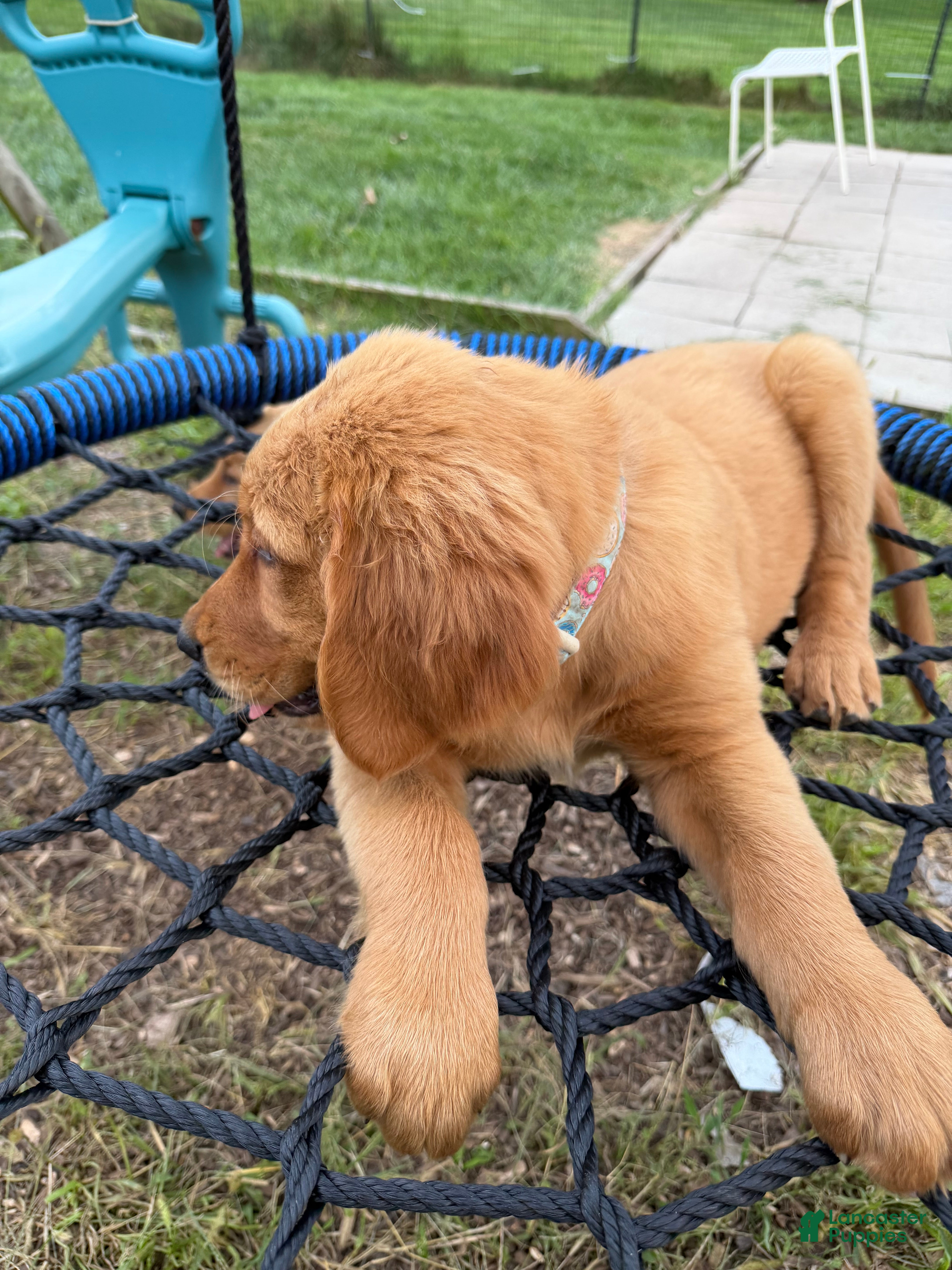 Golden Retriever dogs Simba - Ad 2