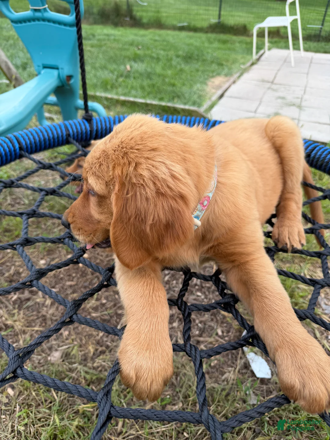 Golden Retriever dogs for sale: Simba - Ad 2