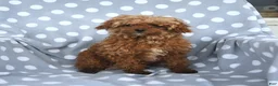 Miniature Poodle dogs for sale: Honey - Ad 4