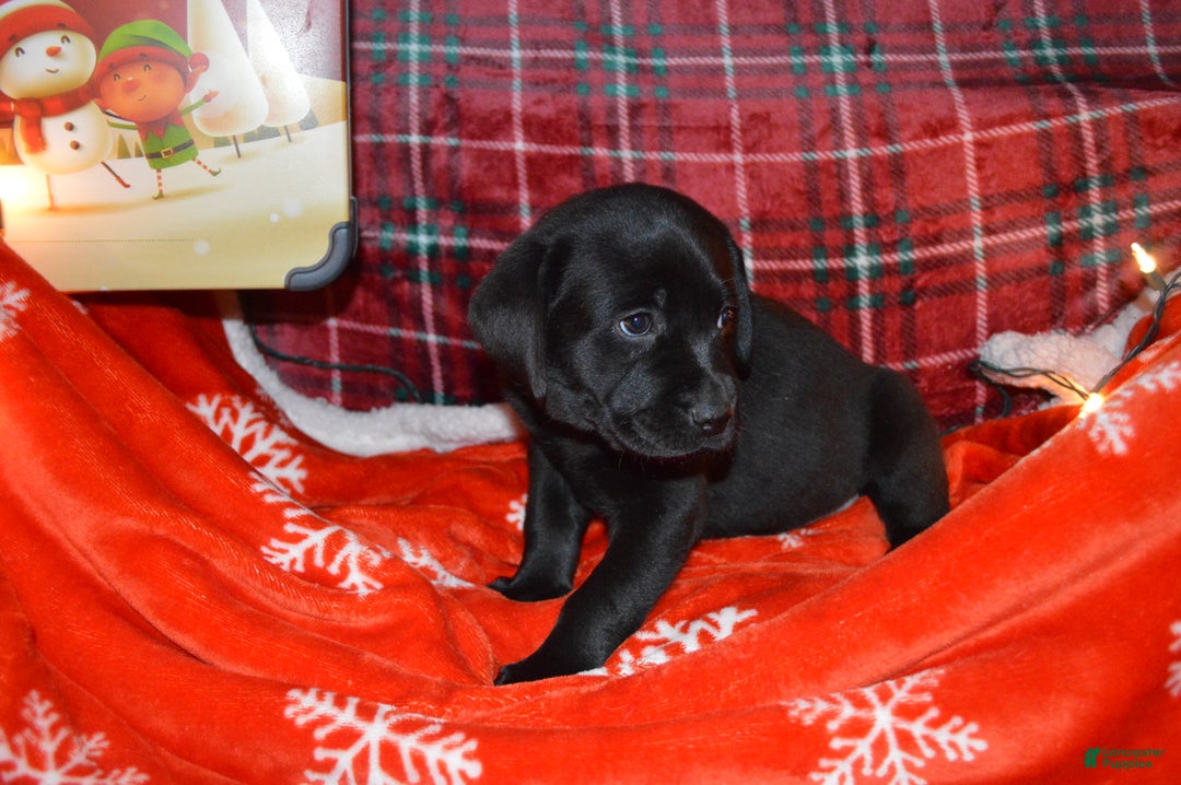 Labrador Retriever dogs for sale: Meadow - Ad 2