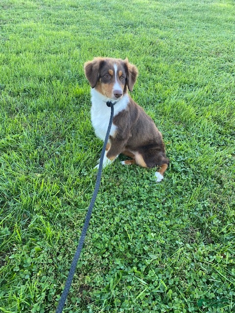 Australian Shepherd dogs for sale: Sally - Ad 2