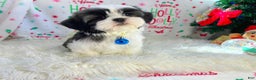Shih Tzu dogs for sale: Jingles  - Ad 2