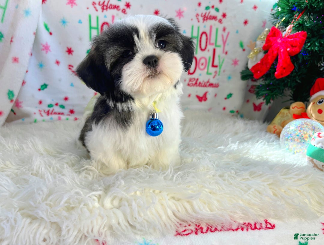 Shih Tzu dogs for sale: Jingles  - Ad 2