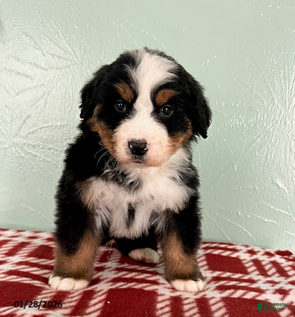 Bernese Mountain Dog dogs Sebastian - Ad 18