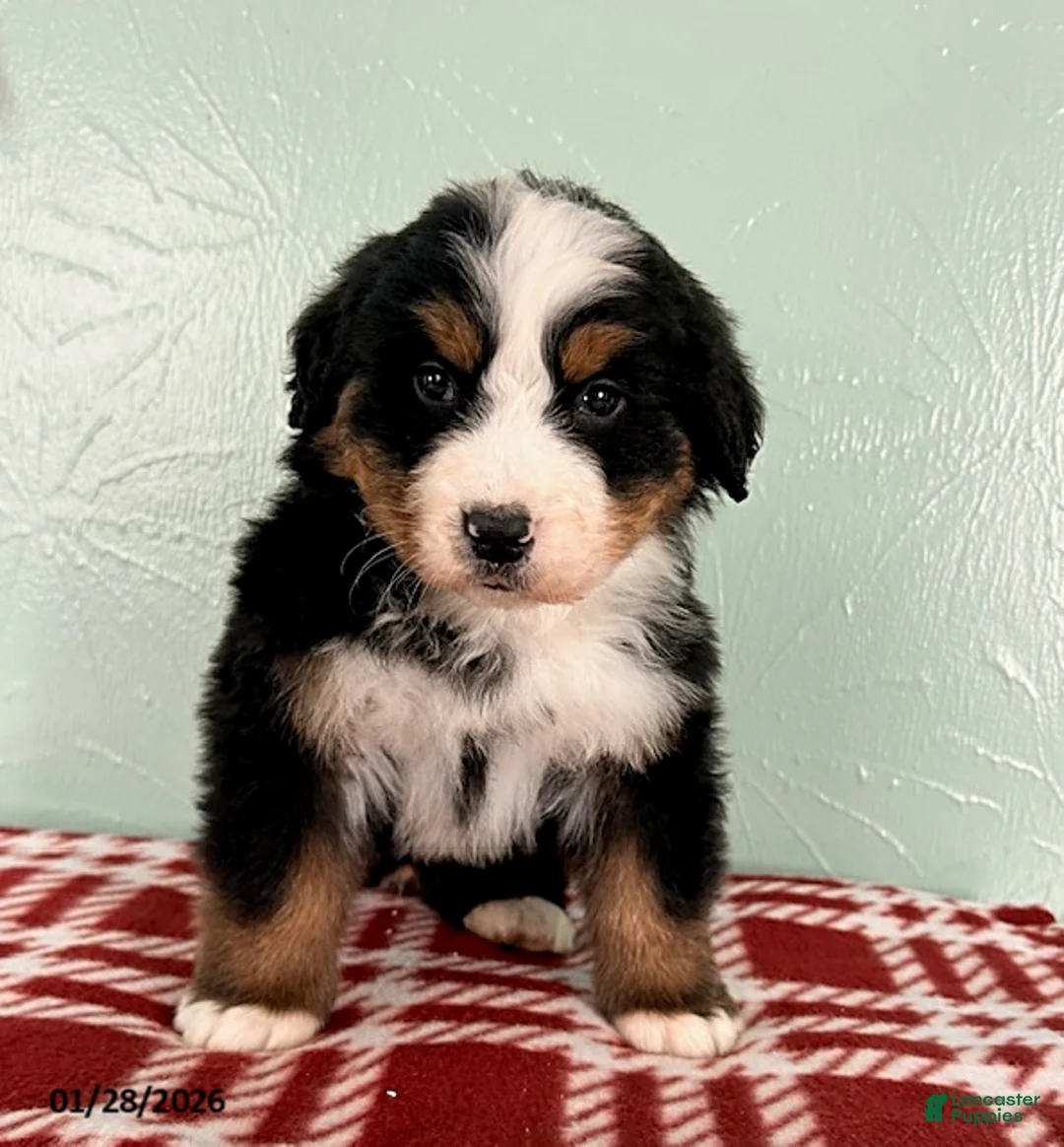 Bernese Mountain Dog dogs for sale: Sebastian - Ad 1
