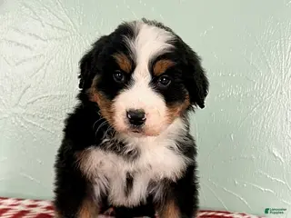 Bernese Mountain Dog dogs Sebastian - Ad 18