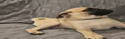 Pug dogs for sale: Pug Puppy 2 - Ad 9