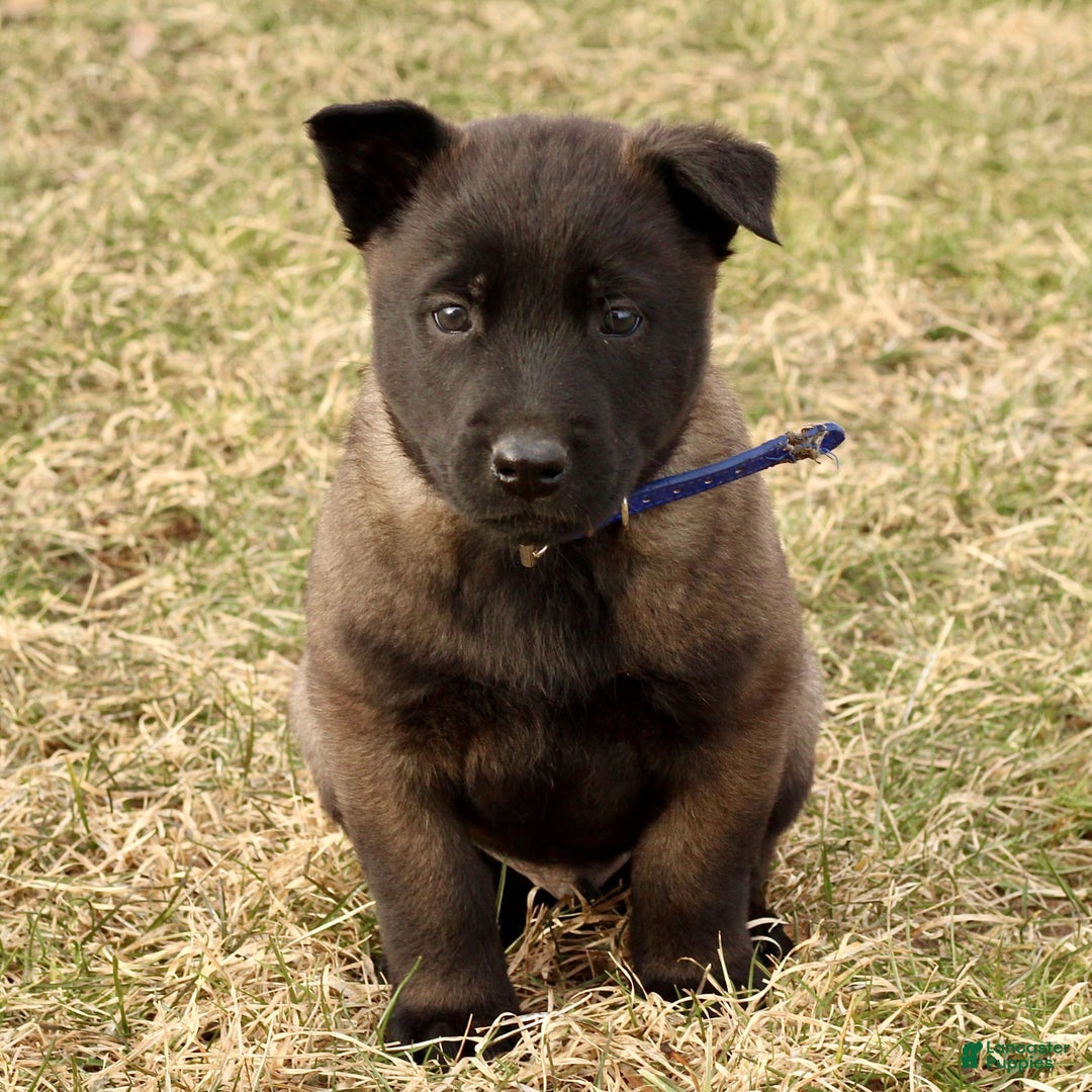 Belgian Malinois dogs for sale: Alex  - Ad 4