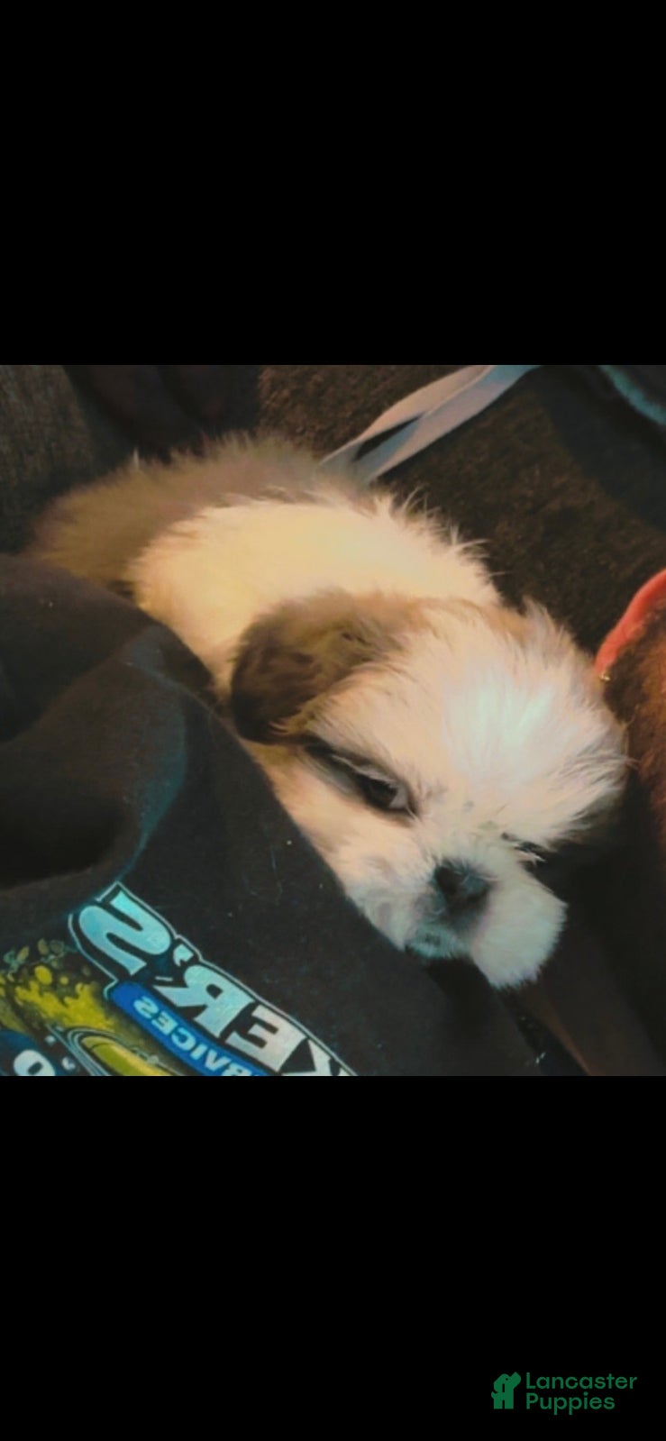 Shih Tzu dogs Shih Tzu Puppy 5 - Ad 29