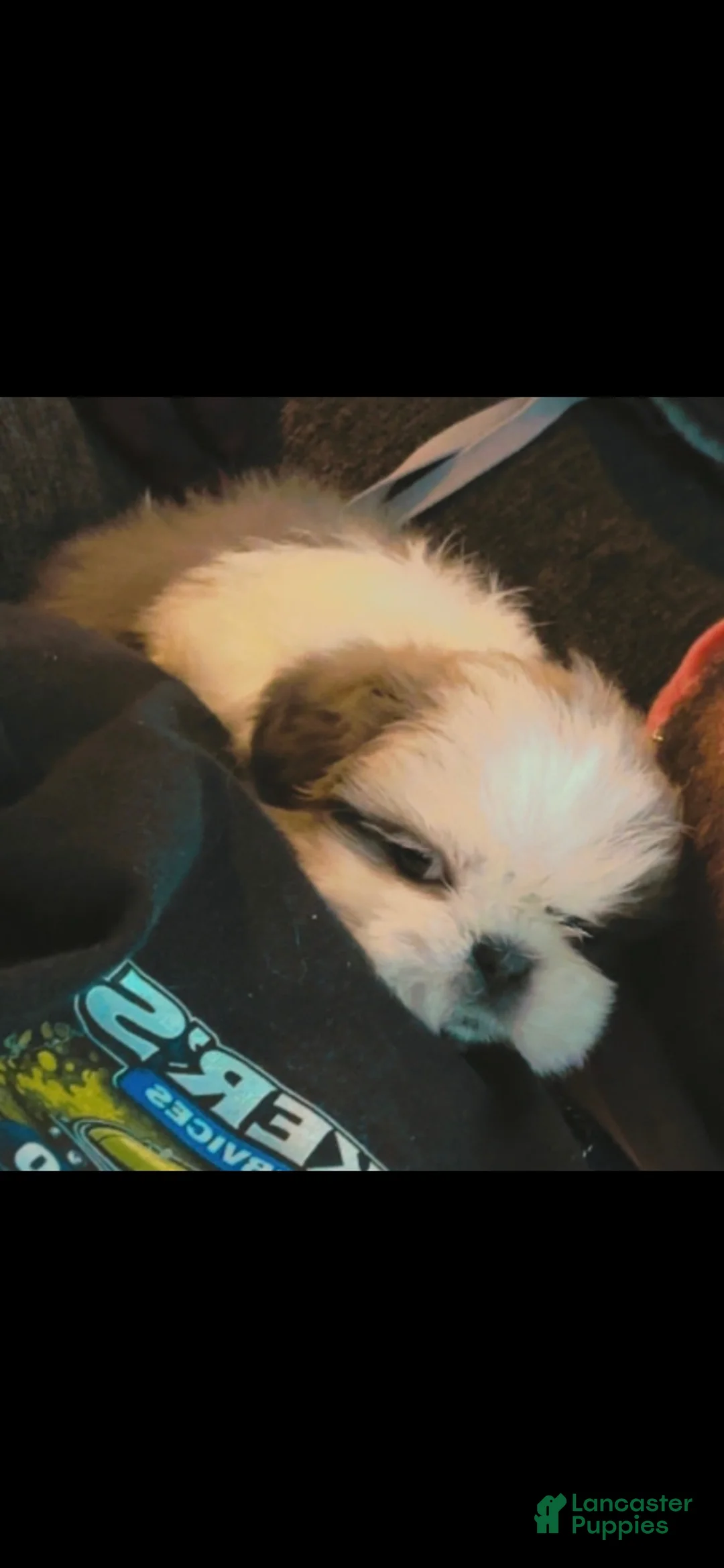 Shih Tzu dogs for sale: Shih Tzu Puppy 5 - Ad 1
