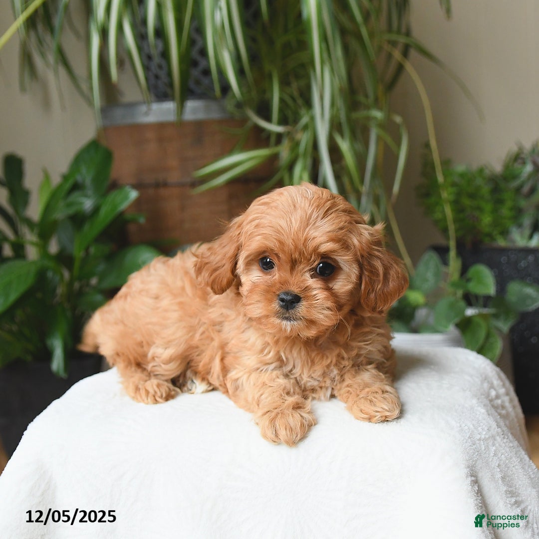 Cavapoo dogs for sale: London - Ad 4